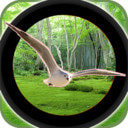 森林鸟狩猎 v1.0 
